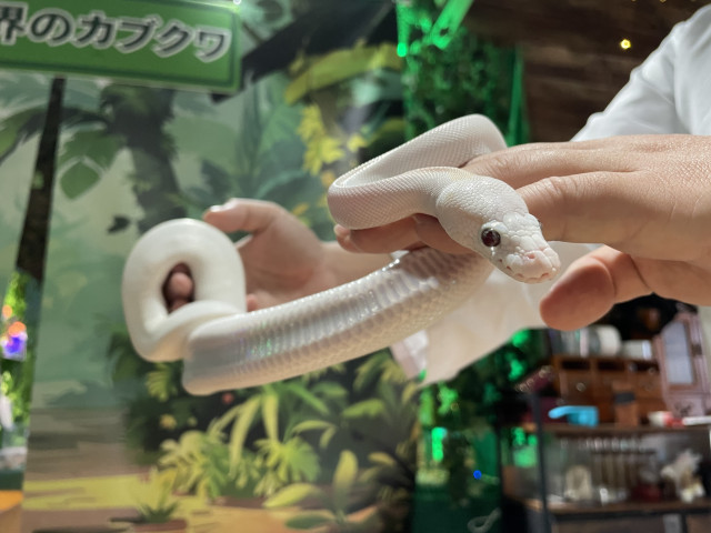 白へび（いきものさわっちゃ王国）